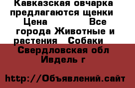 Кавказская овчарка -предлагаются щенки › Цена ­ 20 000 - Все города Животные и растения » Собаки   . Свердловская обл.,Ивдель г.